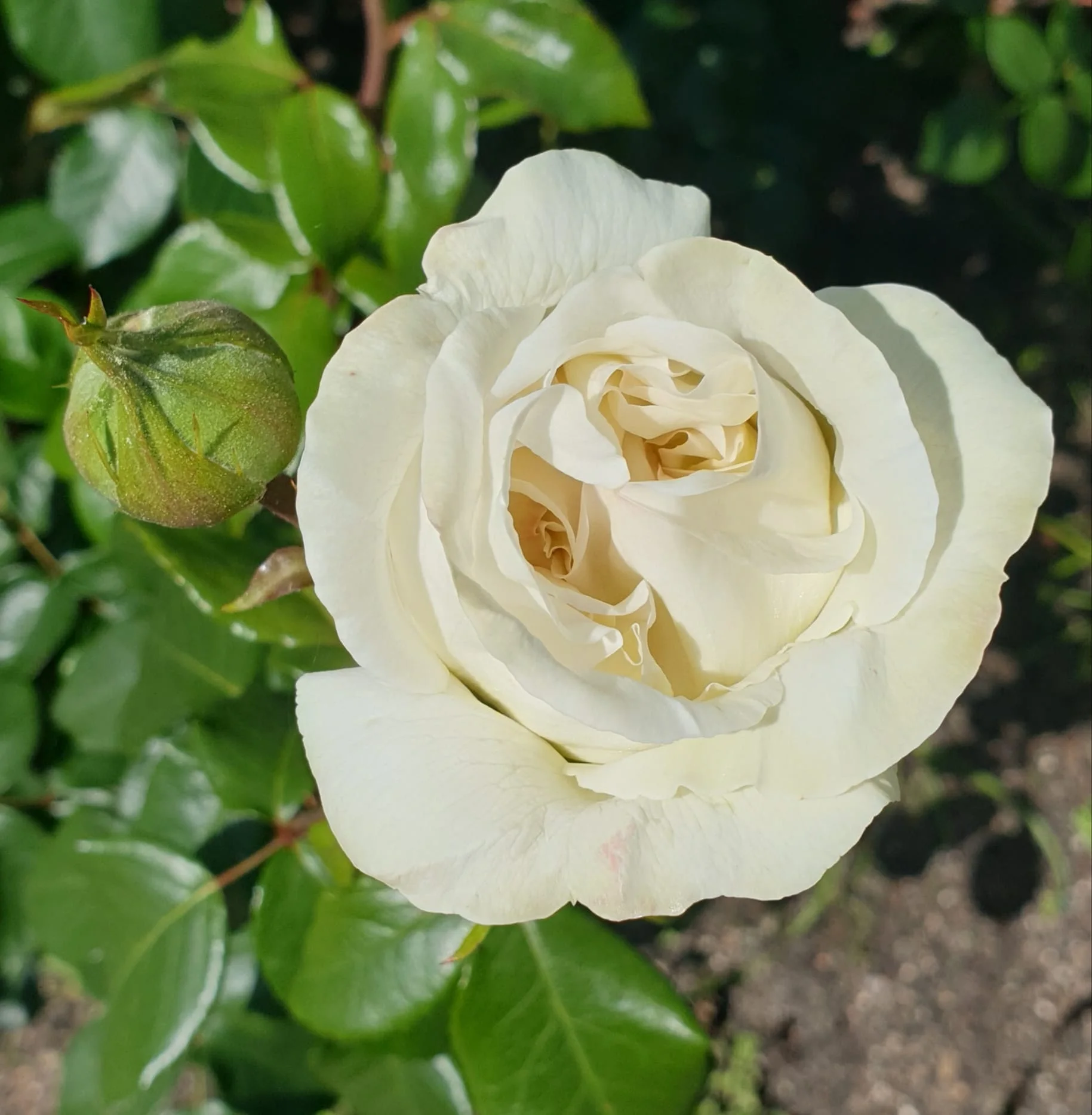 Rosa blanca abierta junto a un capullo, entre hojas verdes y tierra